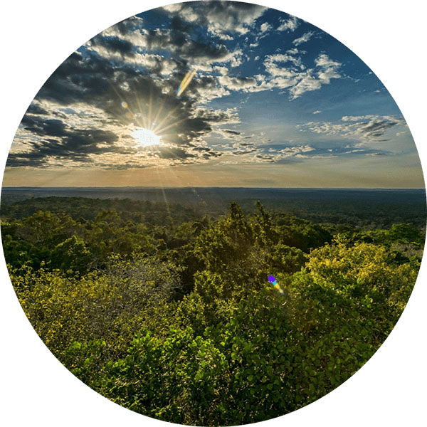 森林上空云雾缭绕的日落景象