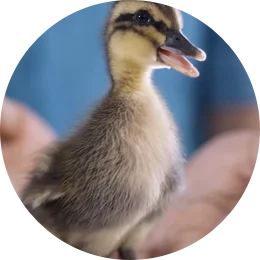 一只小鸭子的照片